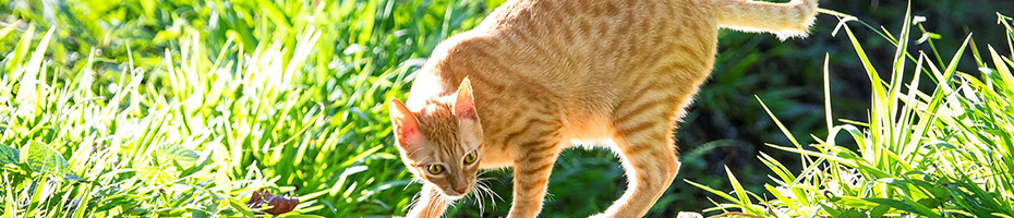 Die Neugier der Katze – so fordern Sie Ihren Stubentige picr